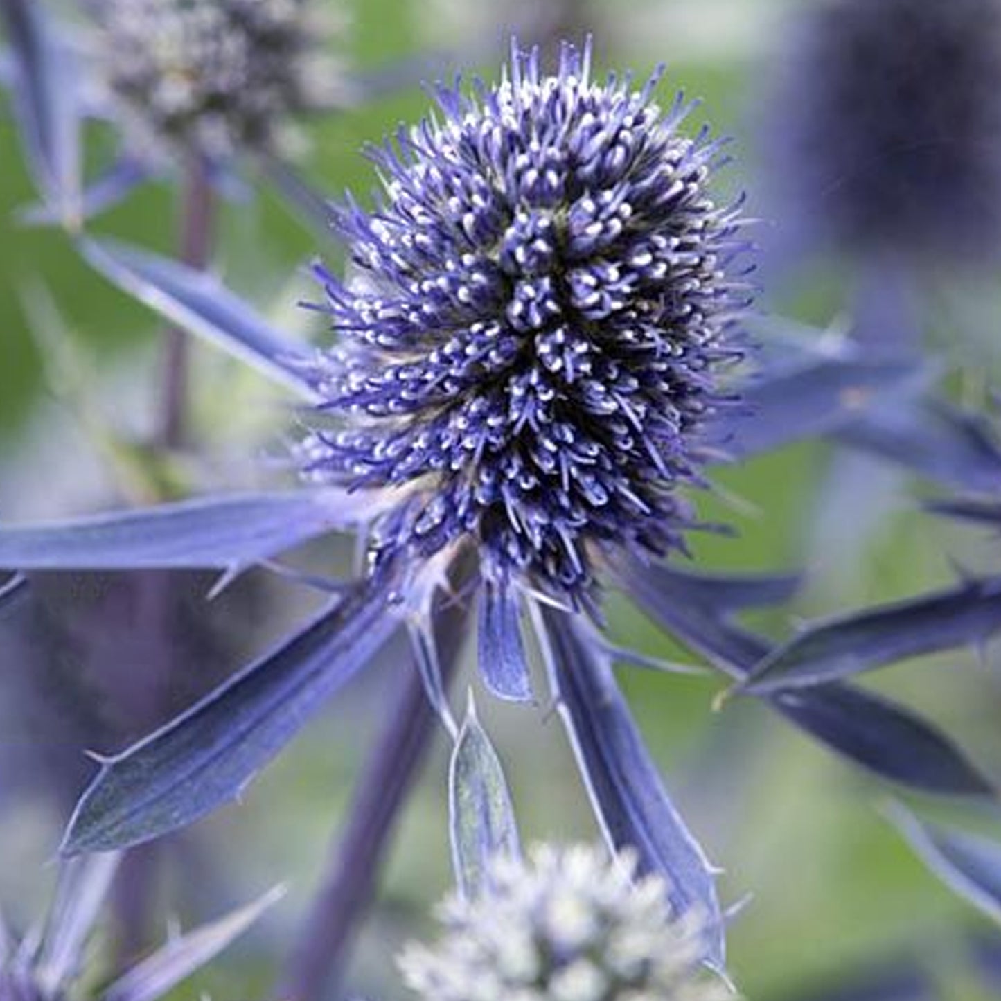 Eryngium Blue Falls