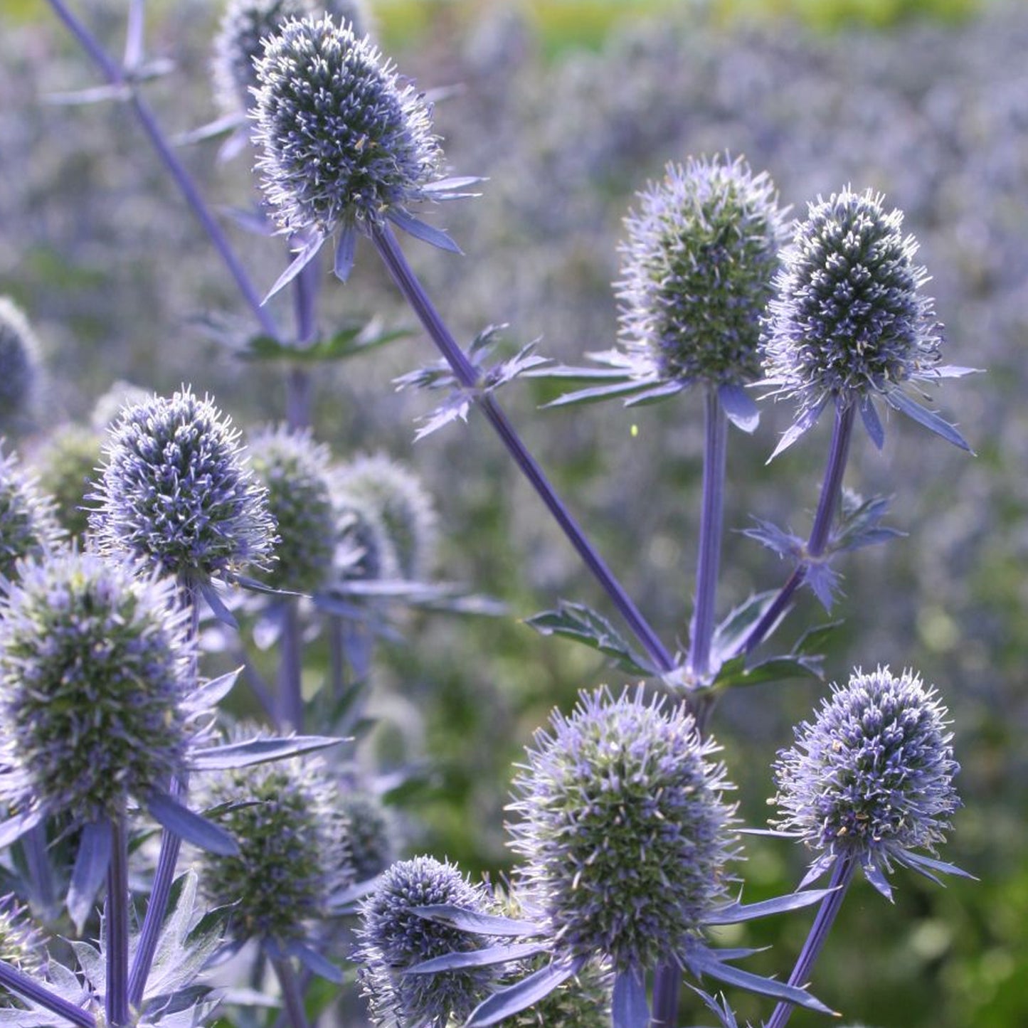 Eryngium Blue Falls