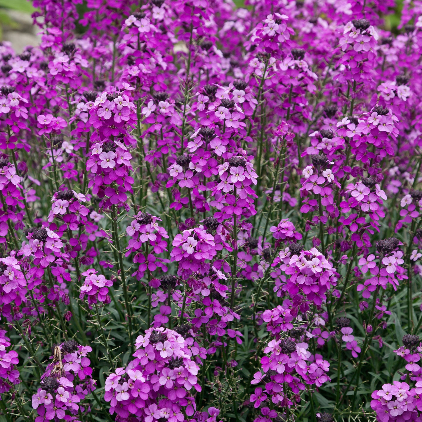 Erysimum Bowles Mauve