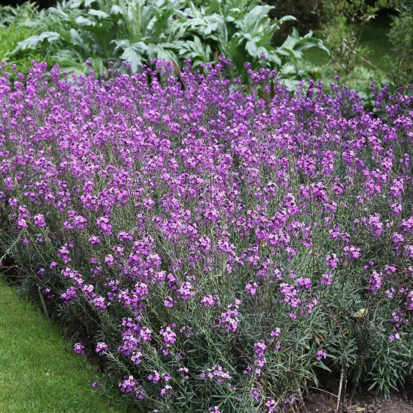 Erysimum Bowles Mauve