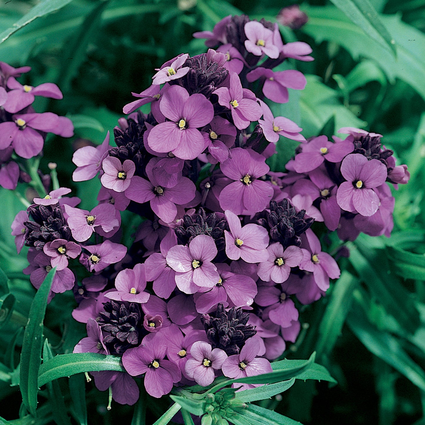 Erysimum Bowles Mauve