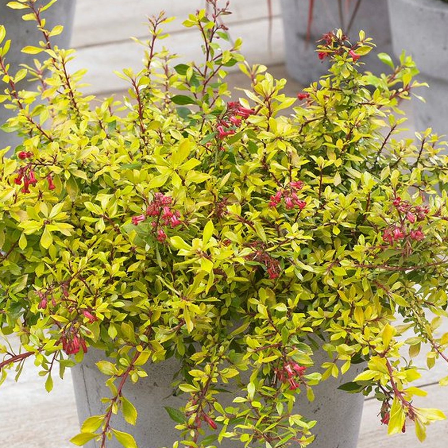 Escallonia Golden Carpet