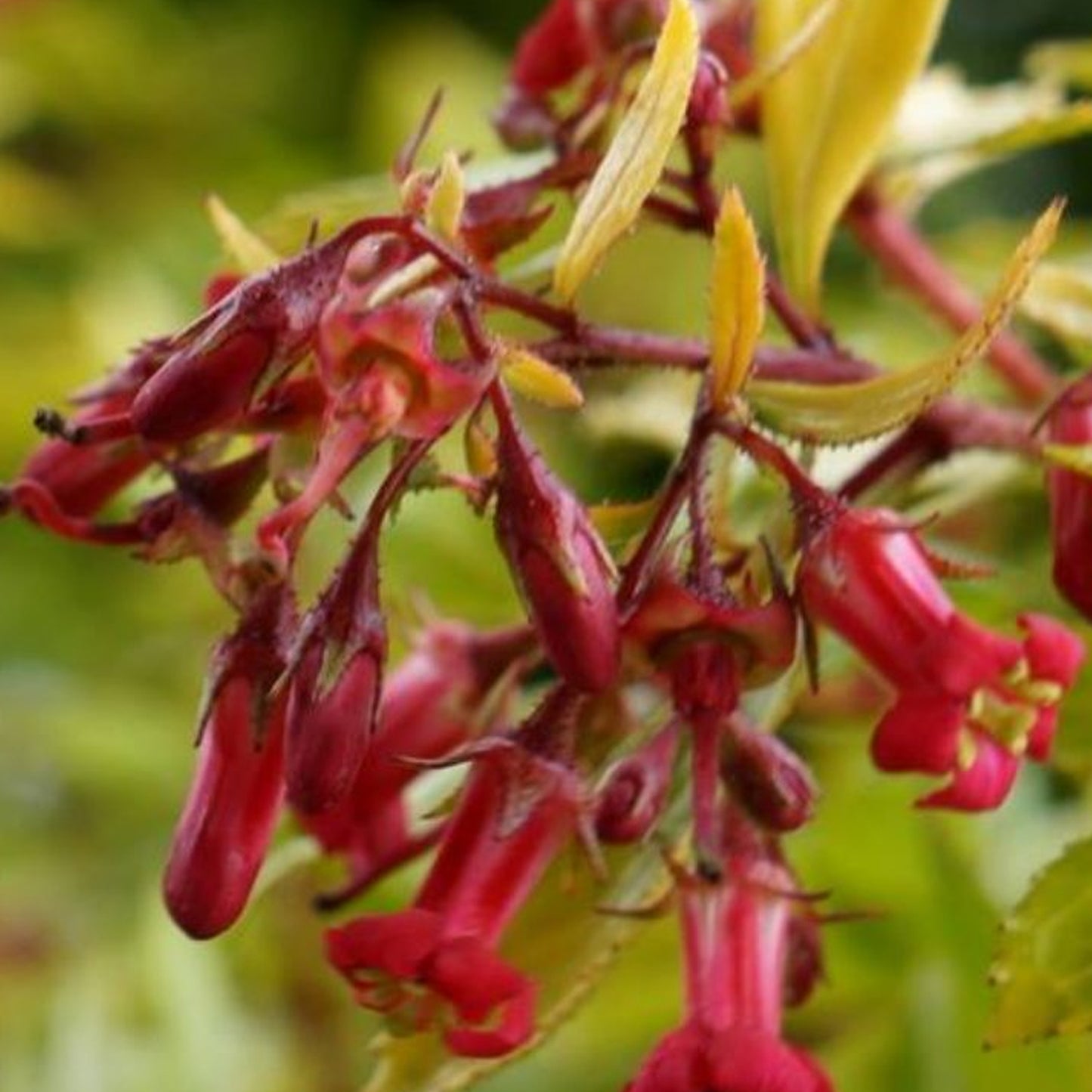 Escallonia Golden Carpet