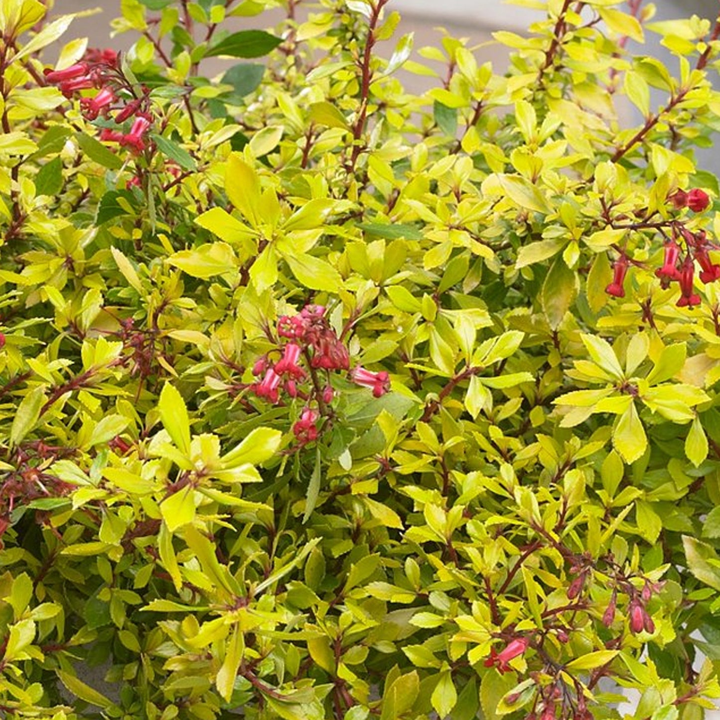 Escallonia Golden Carpet