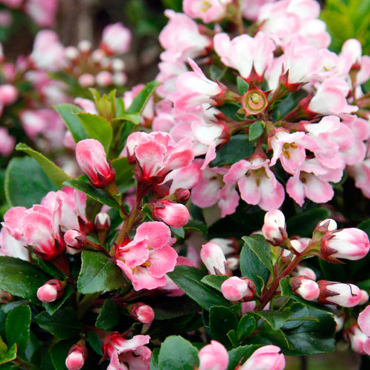 Escallonia Apple Blossom