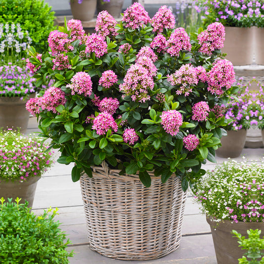 Escallonia Pink Elle