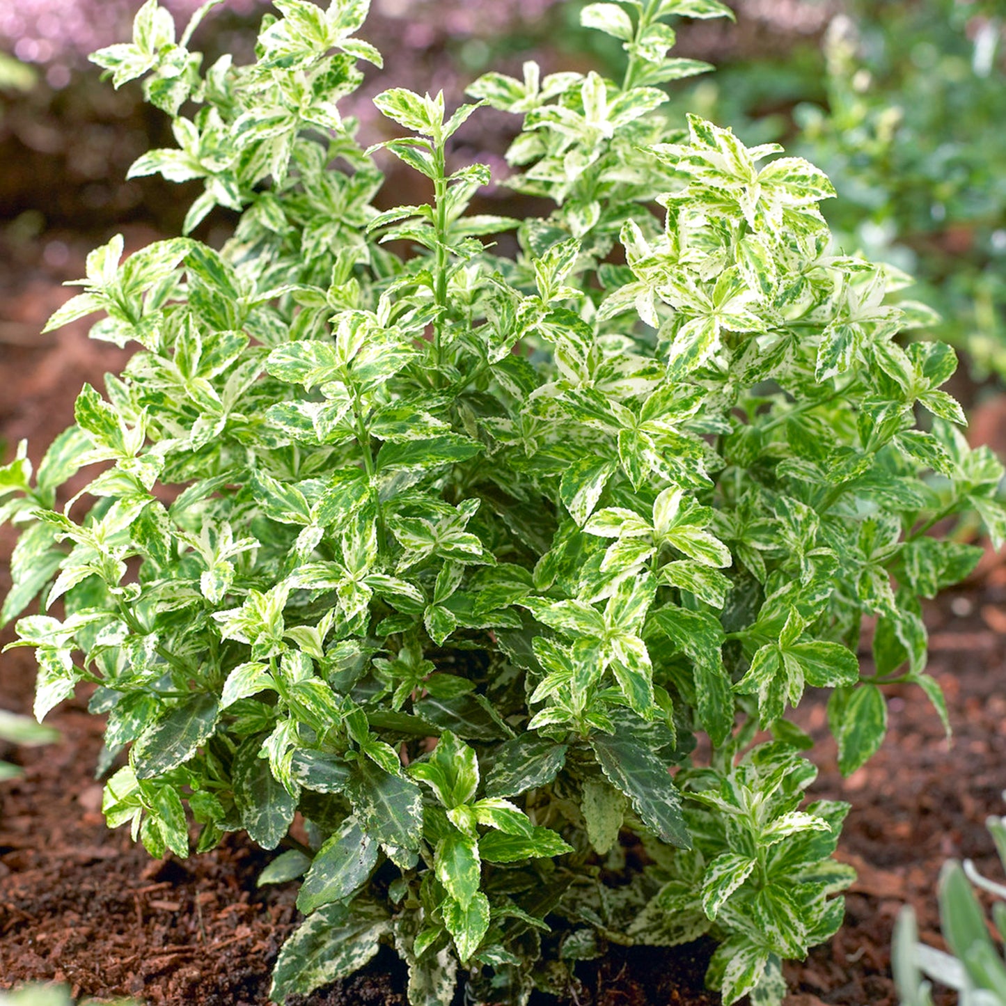 Euonymus Harlequin