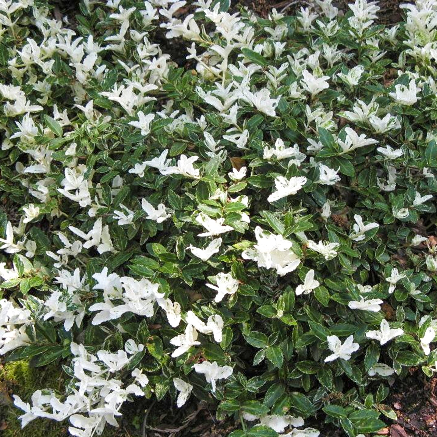 Euonymus Harlequin