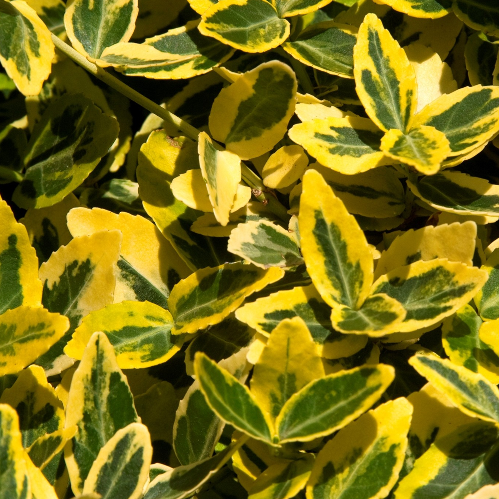Euonymus Emerald Gold (9cm)