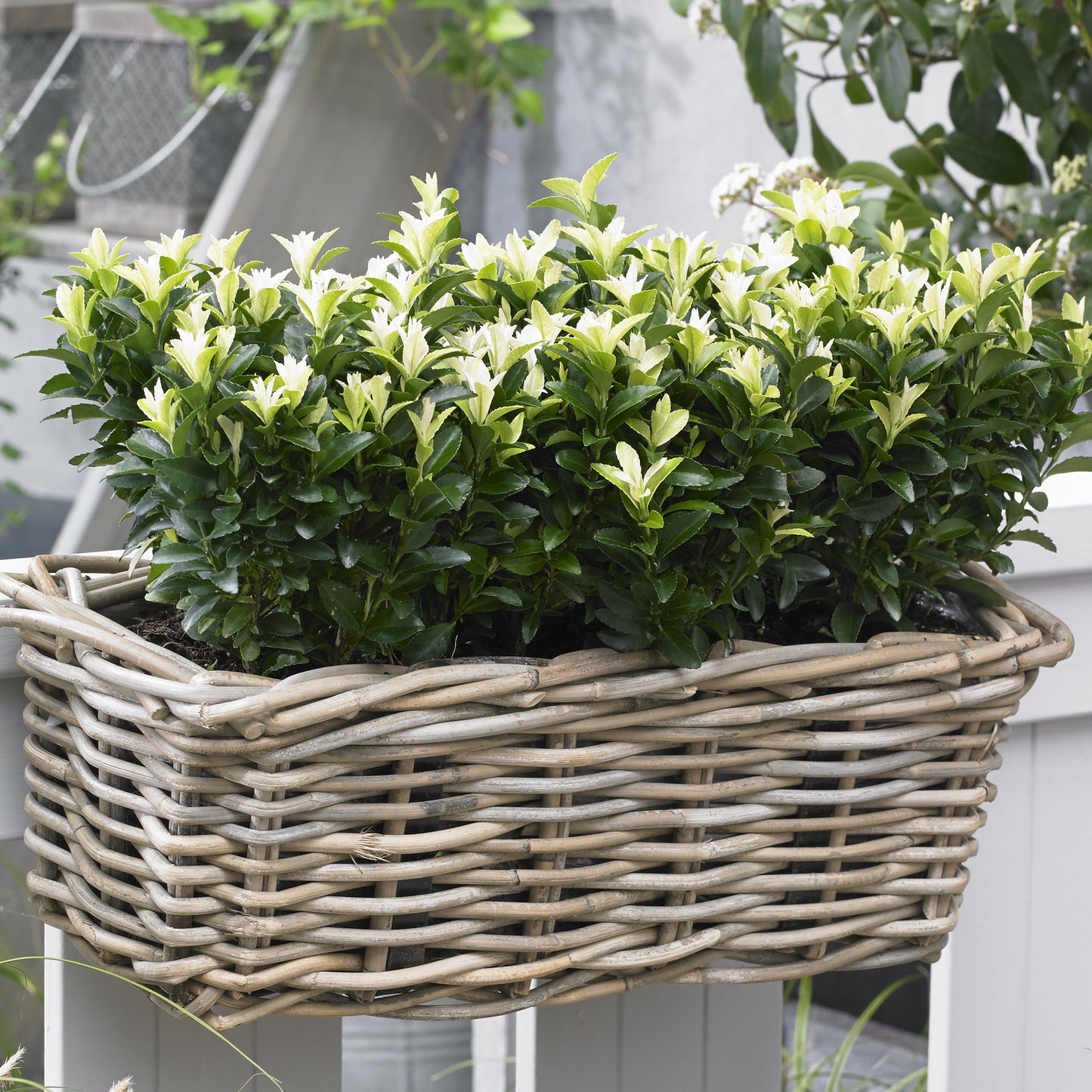 EU Euonymus Paloma Blanca