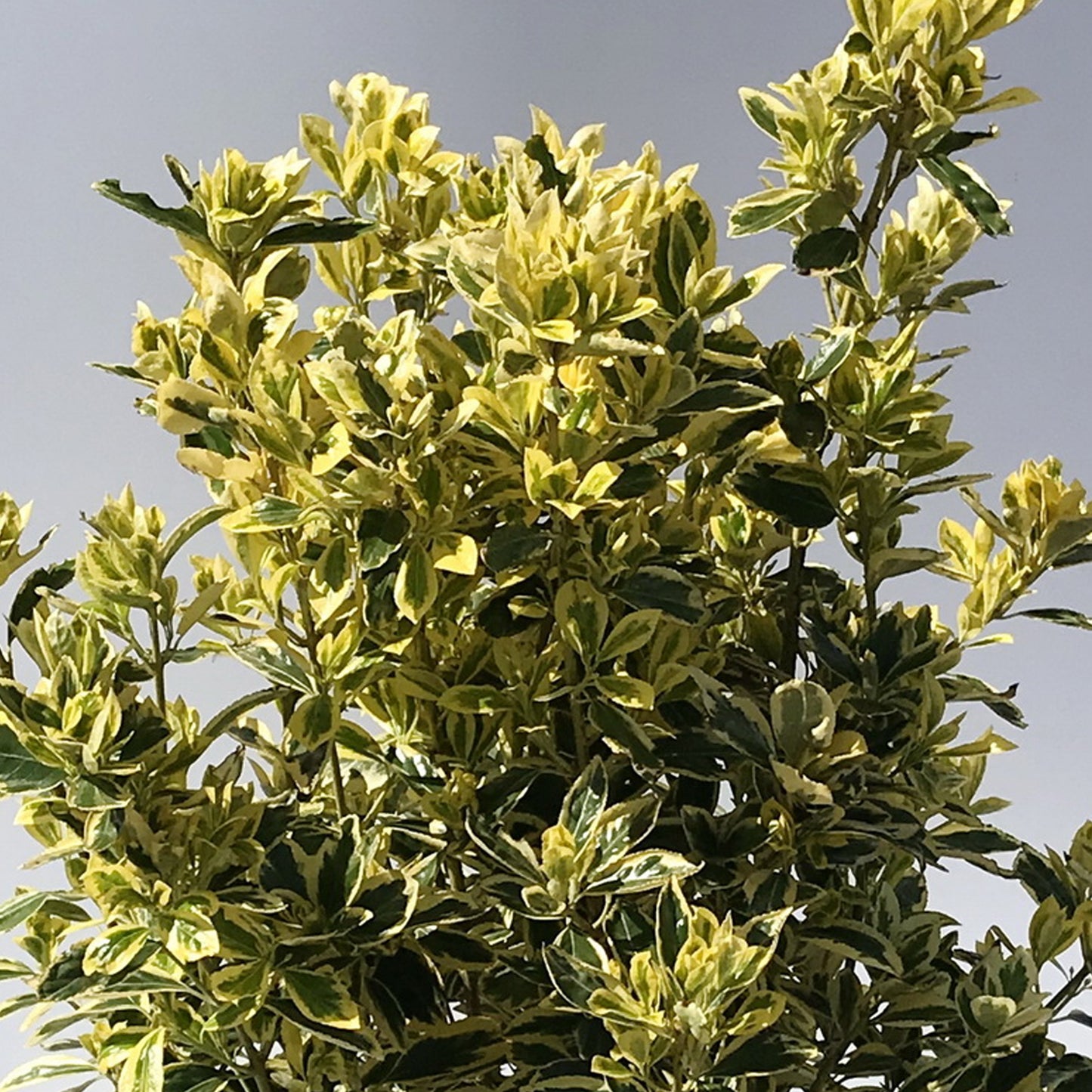 Euonymus Bravo