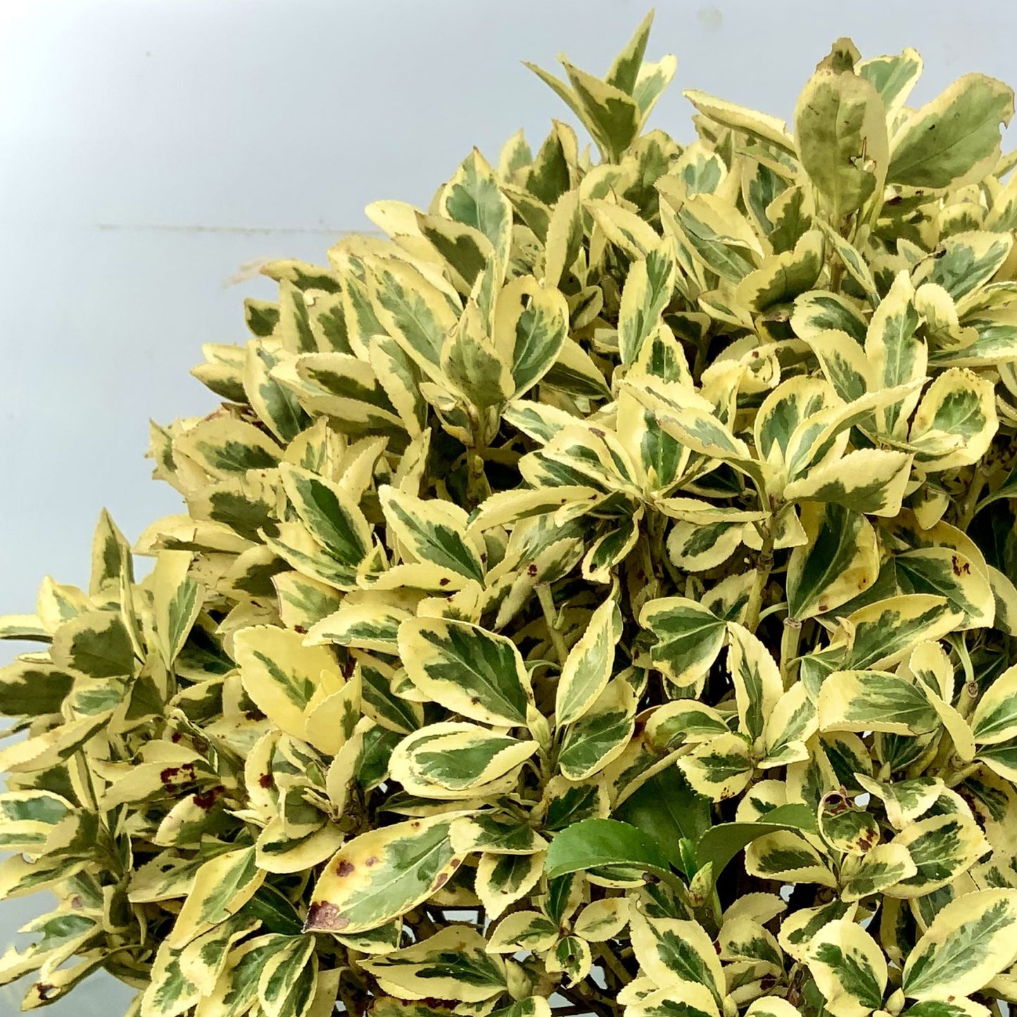 Euonymus Bravo