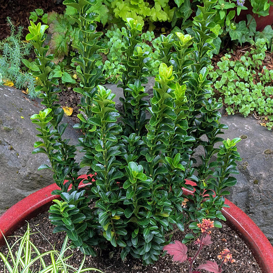 Euonymus Green Spire