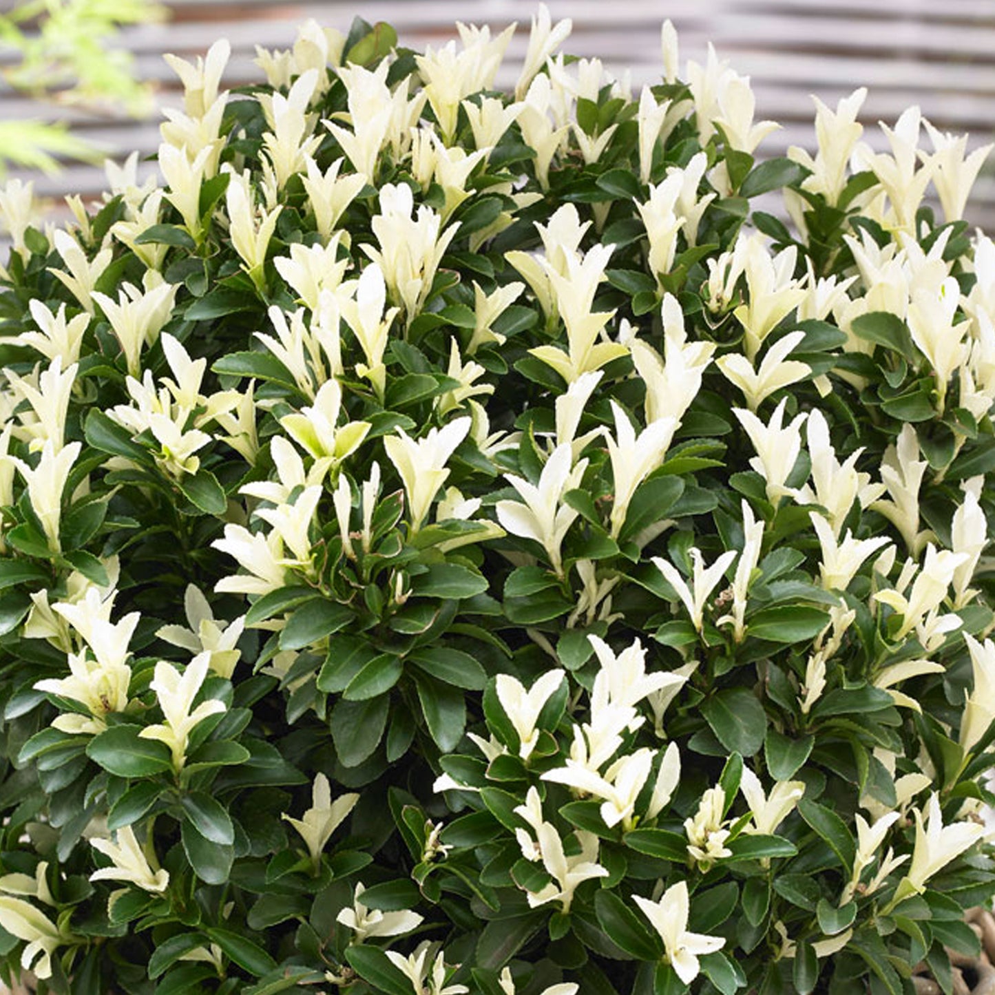 Euonymus Paloma Blanca