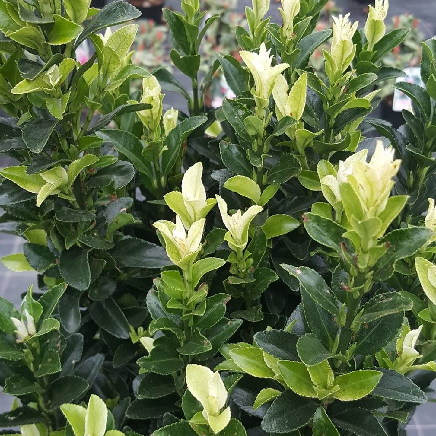 Euonymus Paloma Blanca