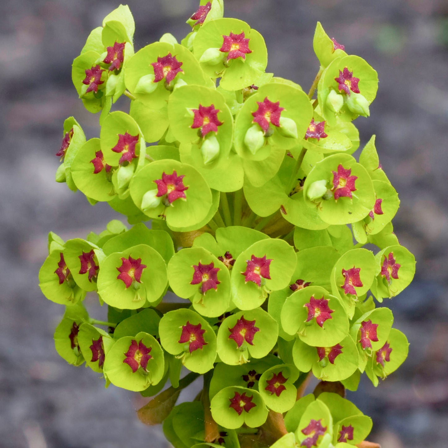 Euphorbia Colibri