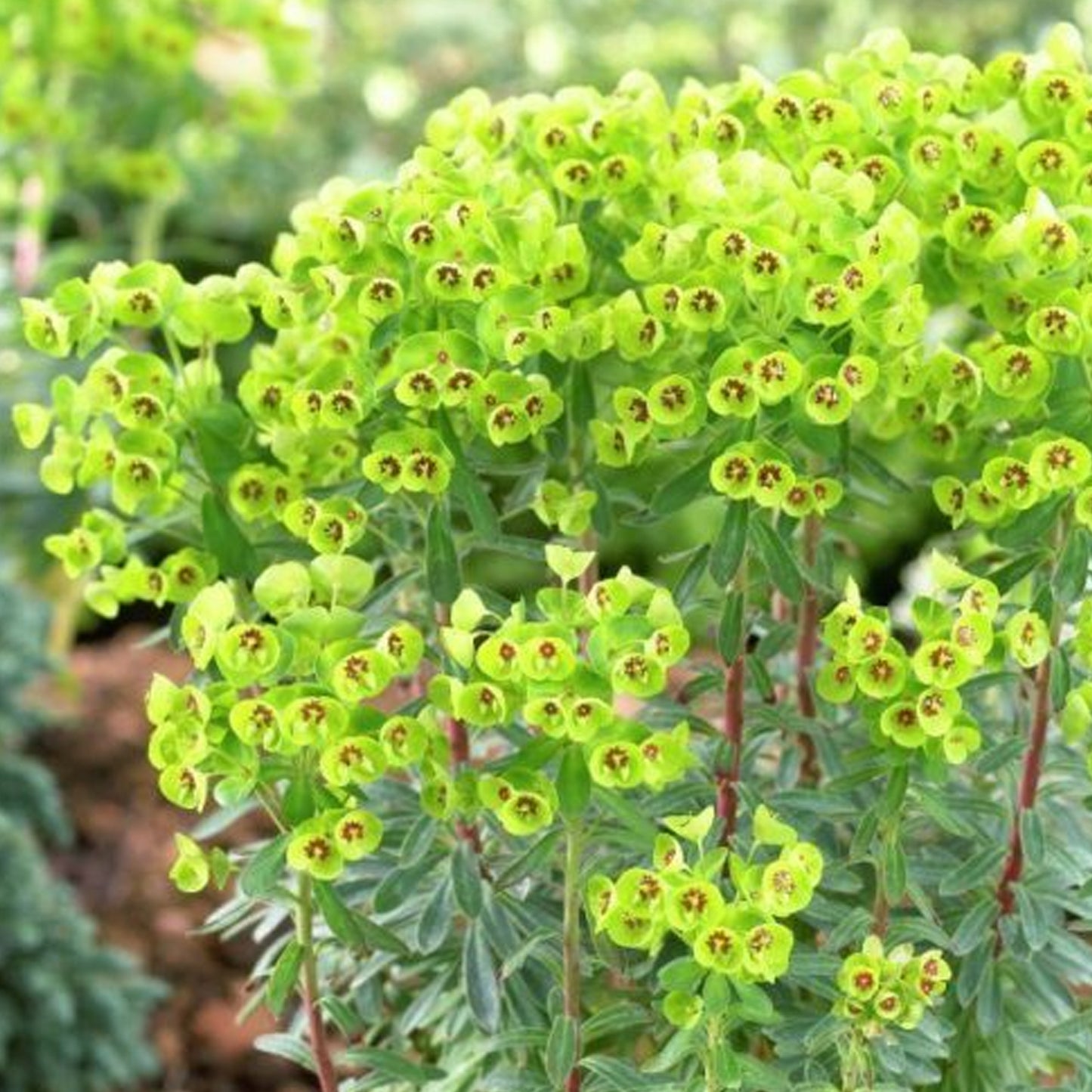 Euphorbia Colibri