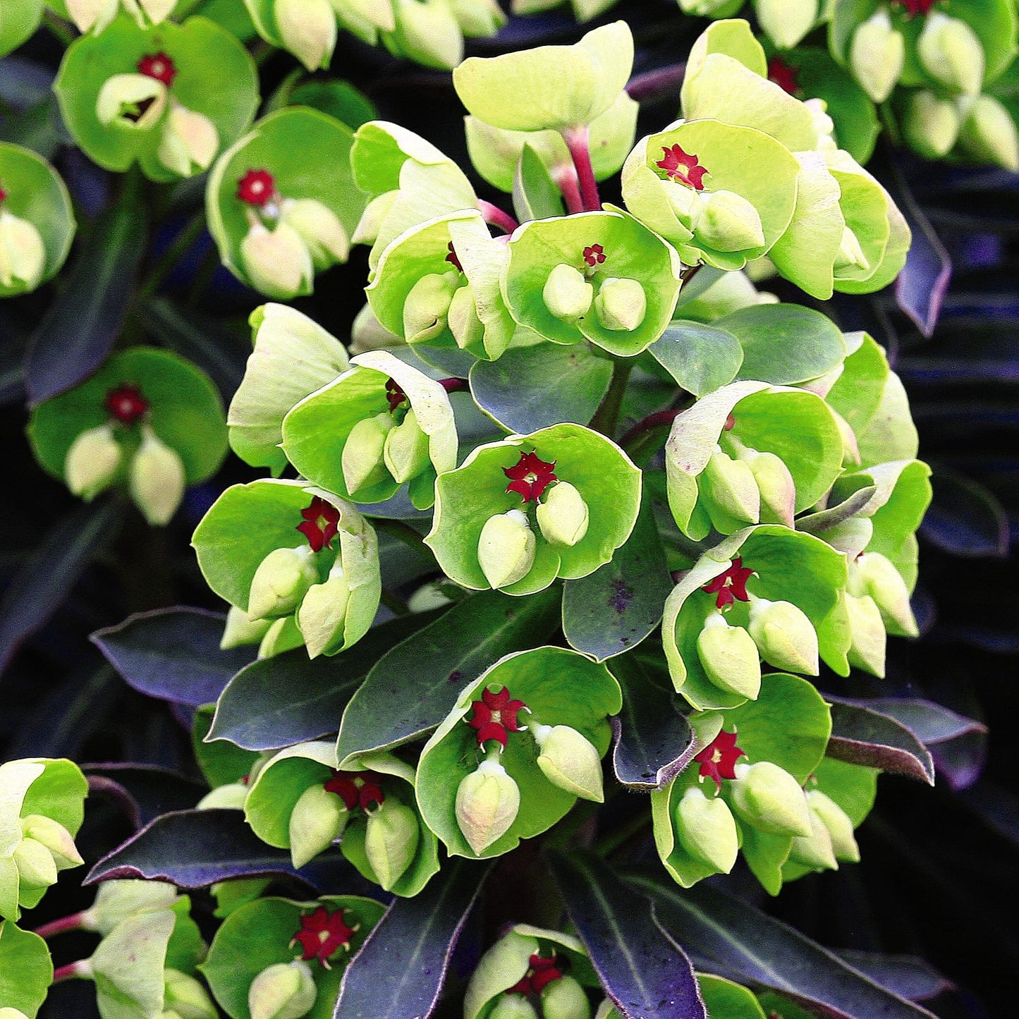 Euphorbia Colibri