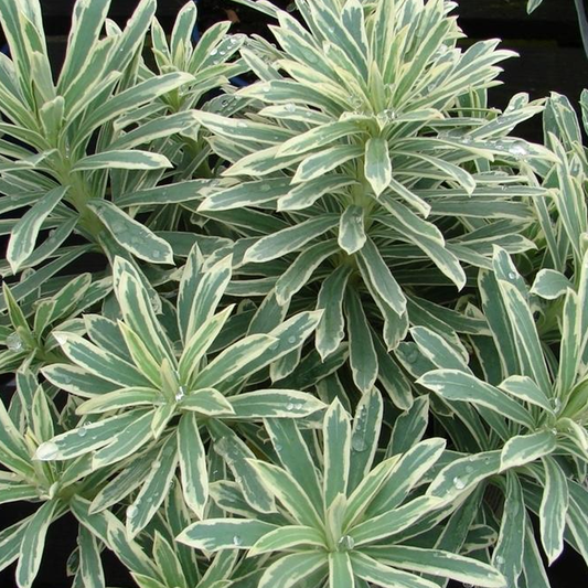 Euphorbia Silver Swan