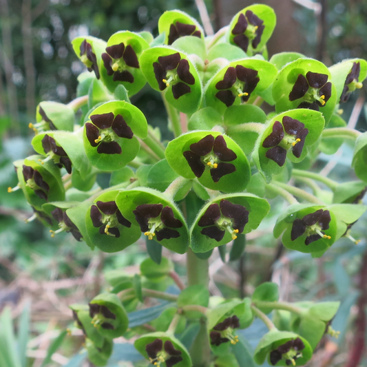 Euphorbia Black Pearl