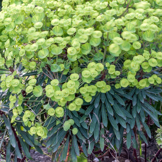 Euphorbia Robbiae