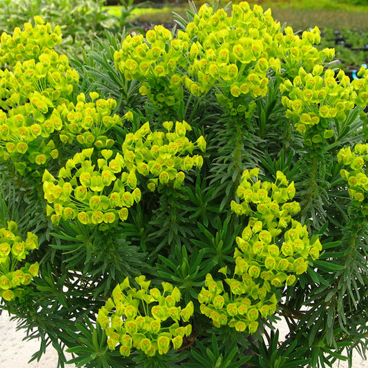 Euphorbia Shorty