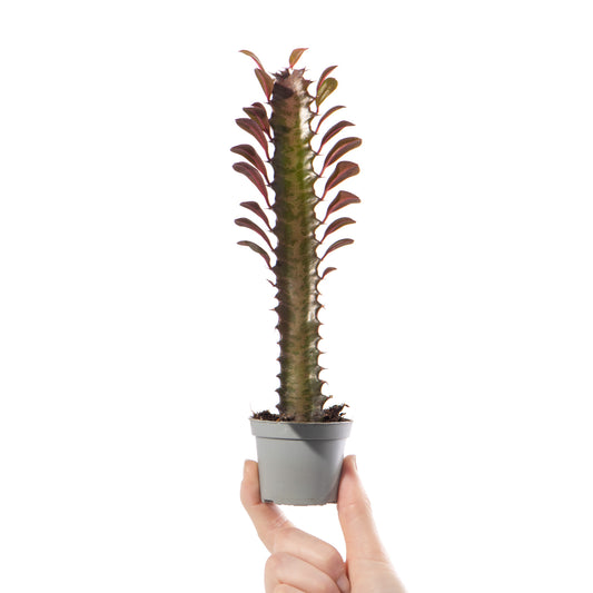 Baby Plants - Euphorbia Trigona