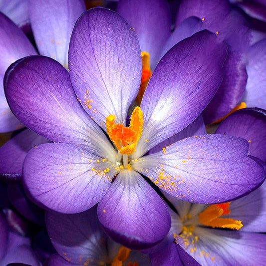 Crocus Purple -MASTER-