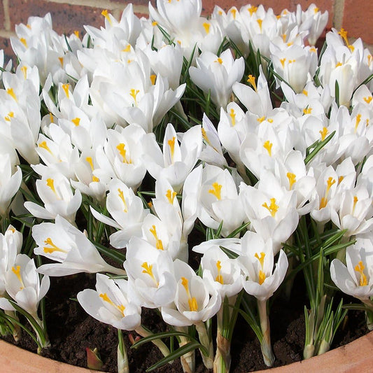 Crocus White -MASTER-