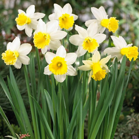 Daffodil Anniversary Gift -MASTER-