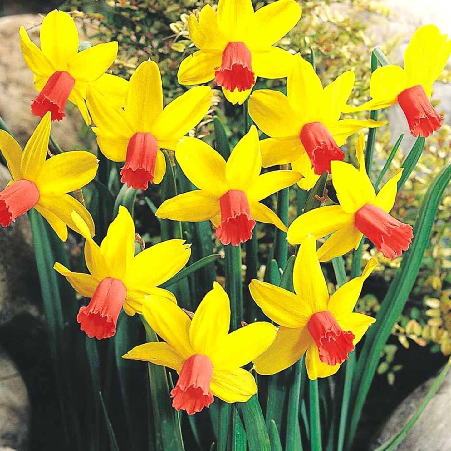 Narcissus Jetfire -MASTER-