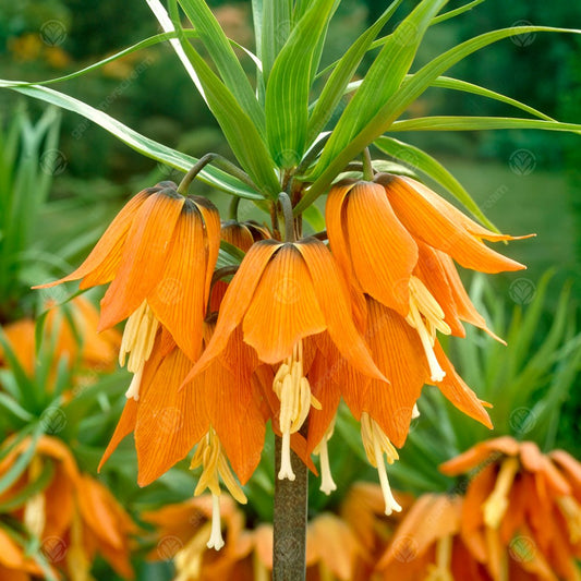 Fritillaria Imperialis Aurora -MASTER-