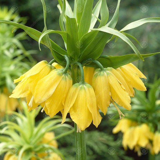 Fritillaria Imperialis Lutea Max -MASTER-