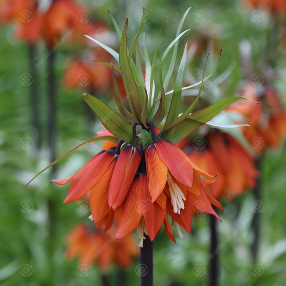 Fritillaria Imperialis Rubra -MASTER-