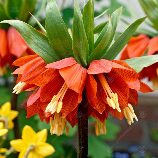 Fritillaria Imperialis Rubra -MASTER-