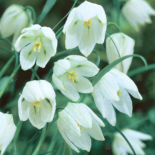 Fritillaria Meleagris Alba -MASTER-