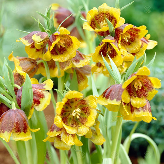 Fritillaria Michailovskyi -MASTER-