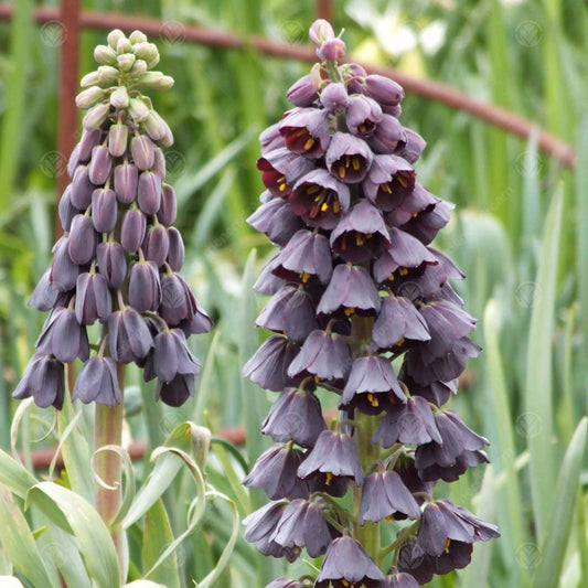 Fritillaria Persica -MASTER-