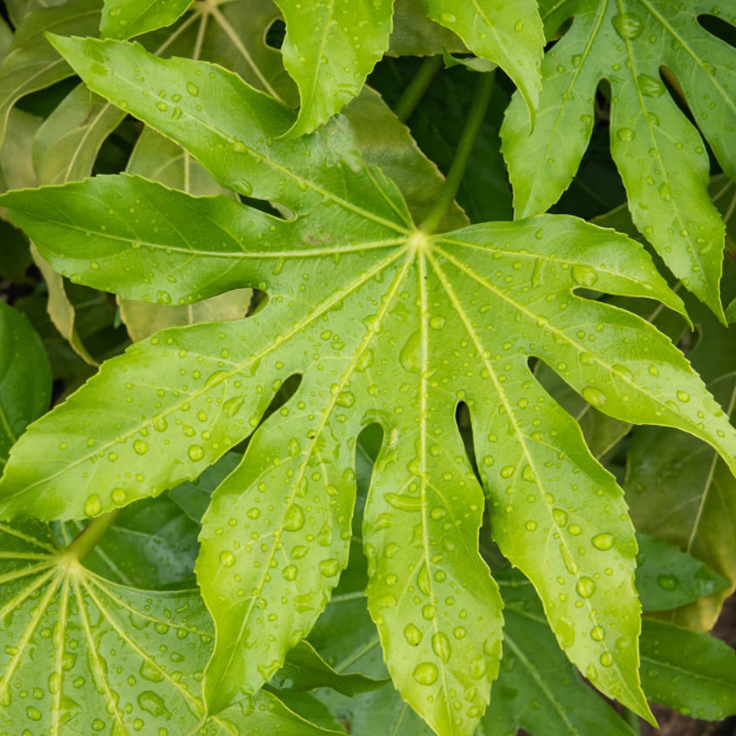 Fatsia Japonica