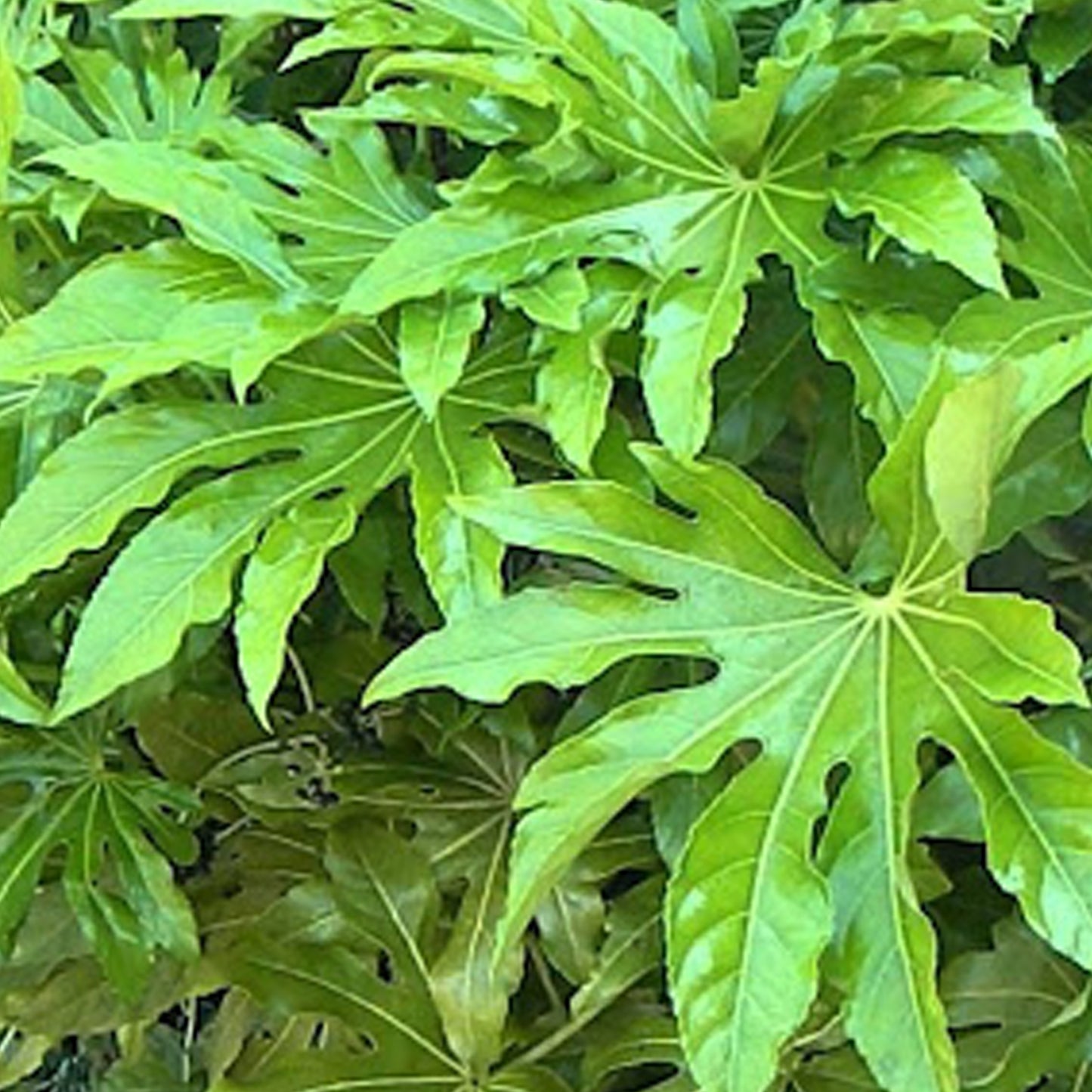 Fatsia Japonica