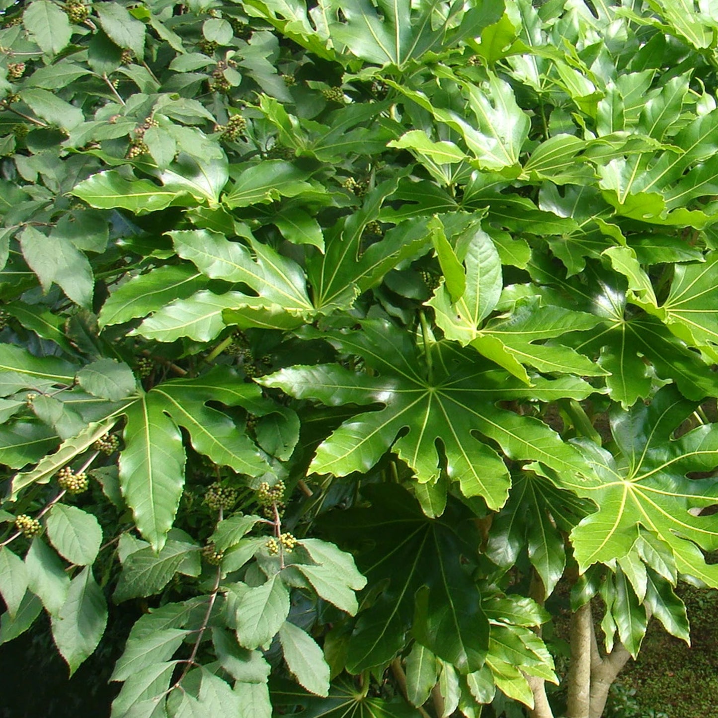 Fatsia Japonica