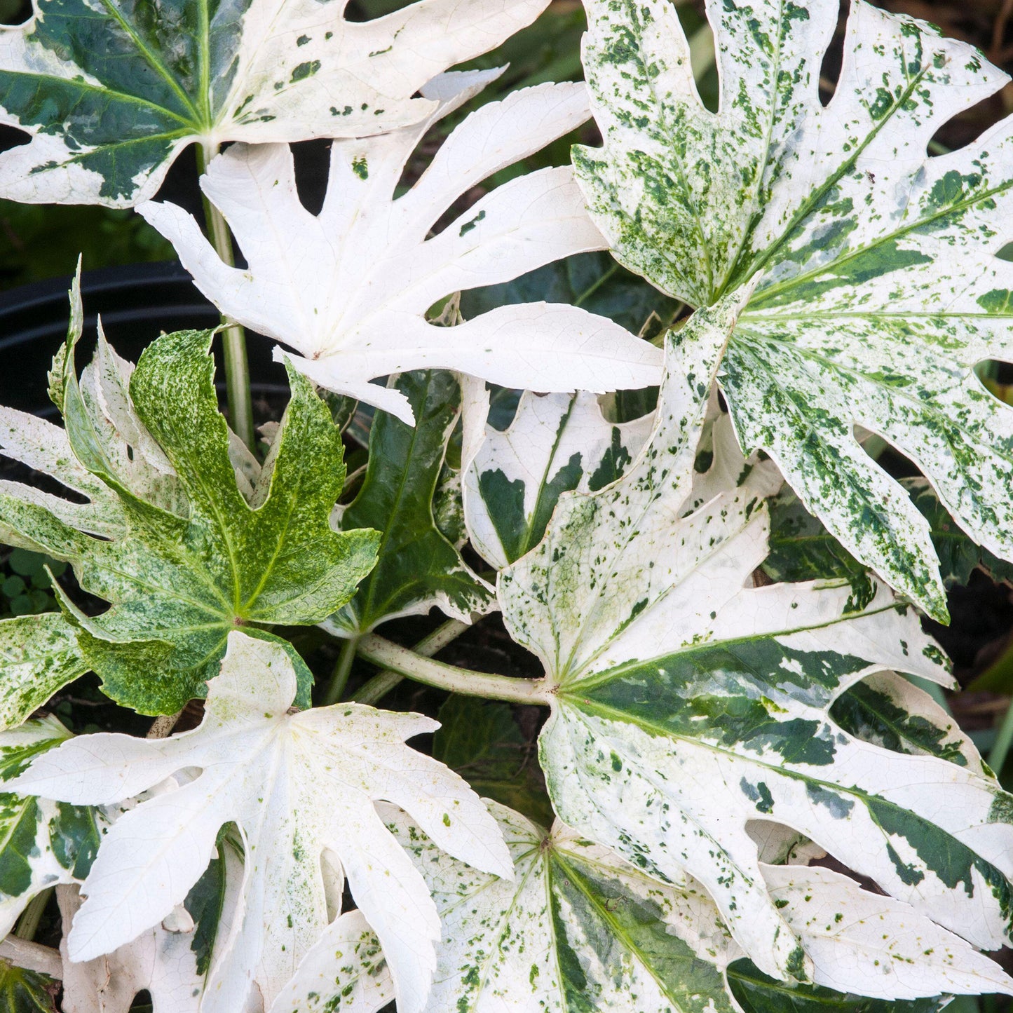 Fatsia Spiders Web