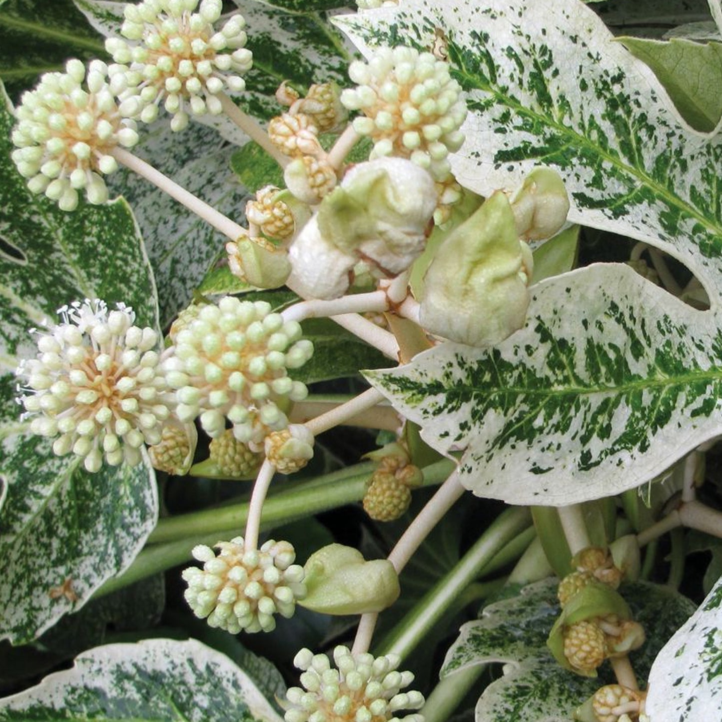 Fatsia Spiders Web