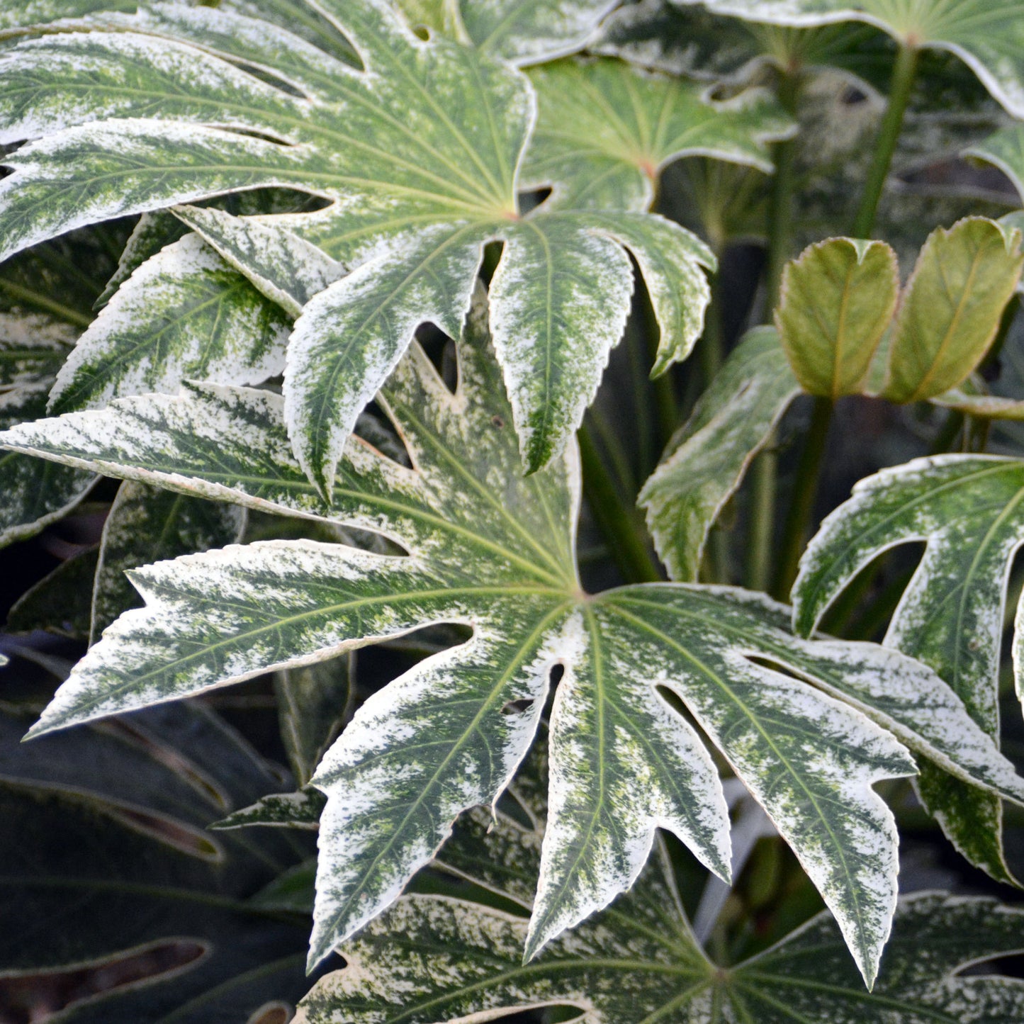 Fatsia Spiders Web