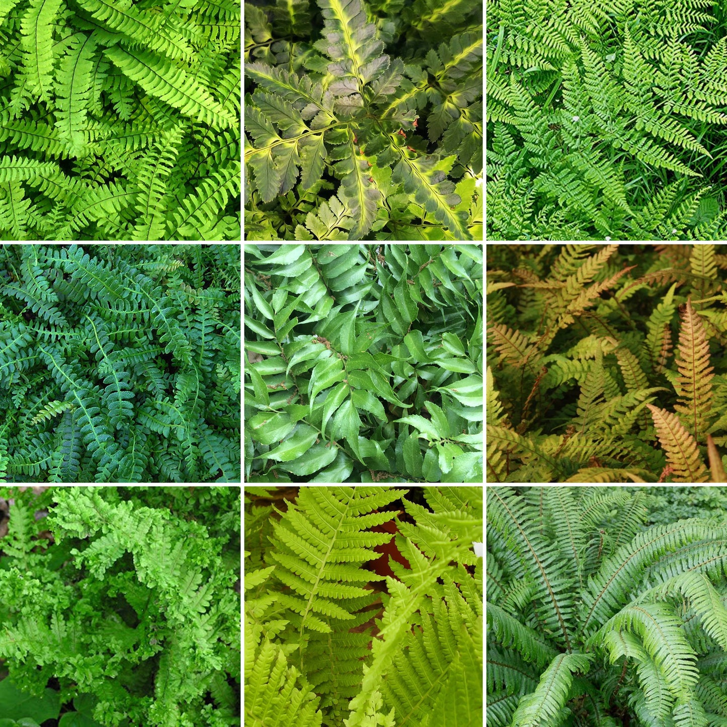 Fern Mix (9cm, Pack of 10)