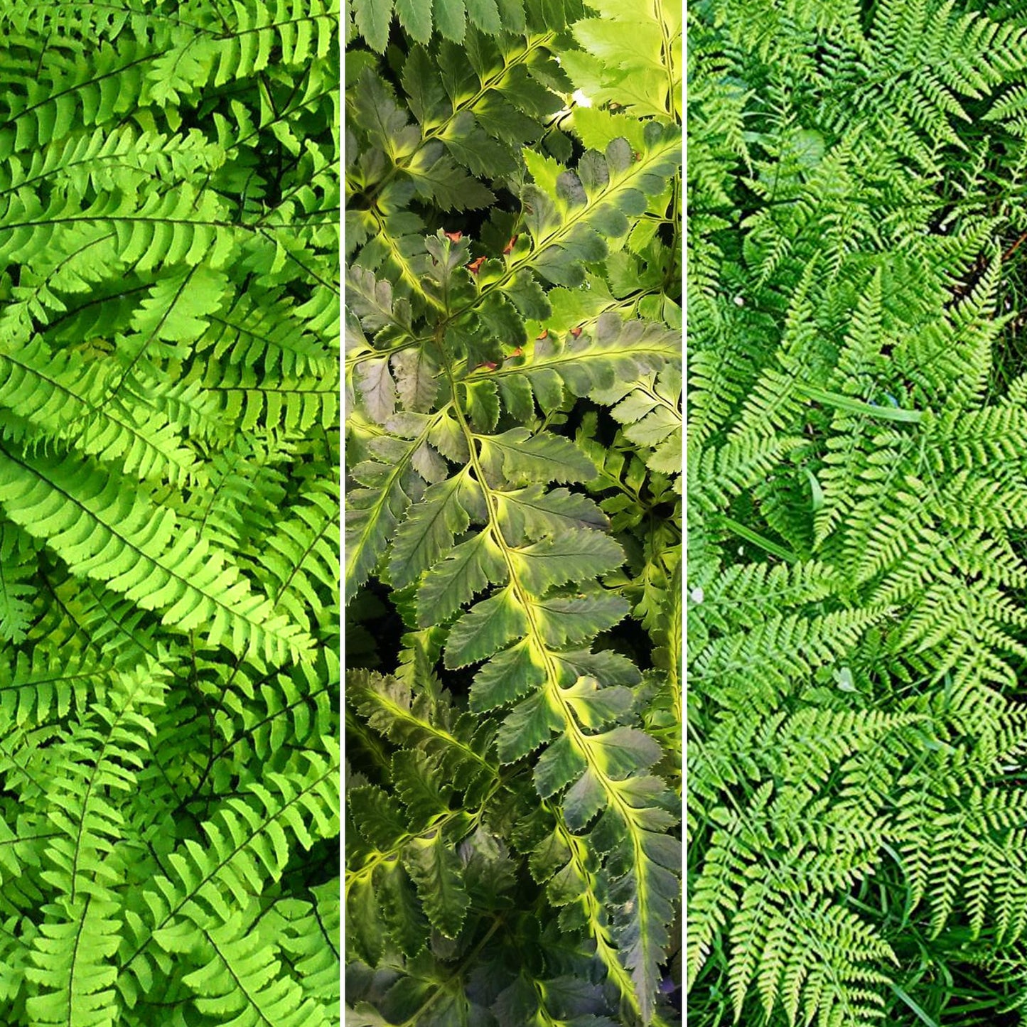 Fern Mix (9cm, Pack of 10)