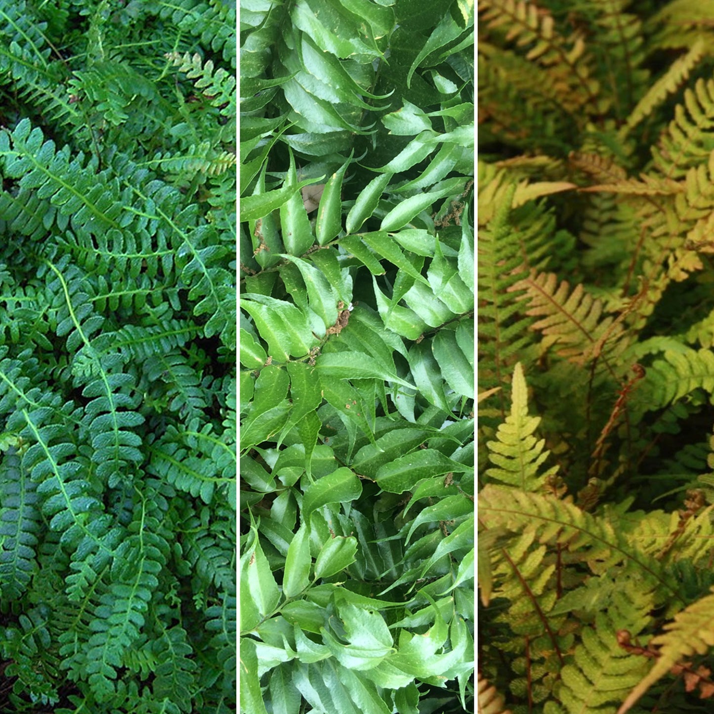 Fern Mix (9cm, Pack of 10)