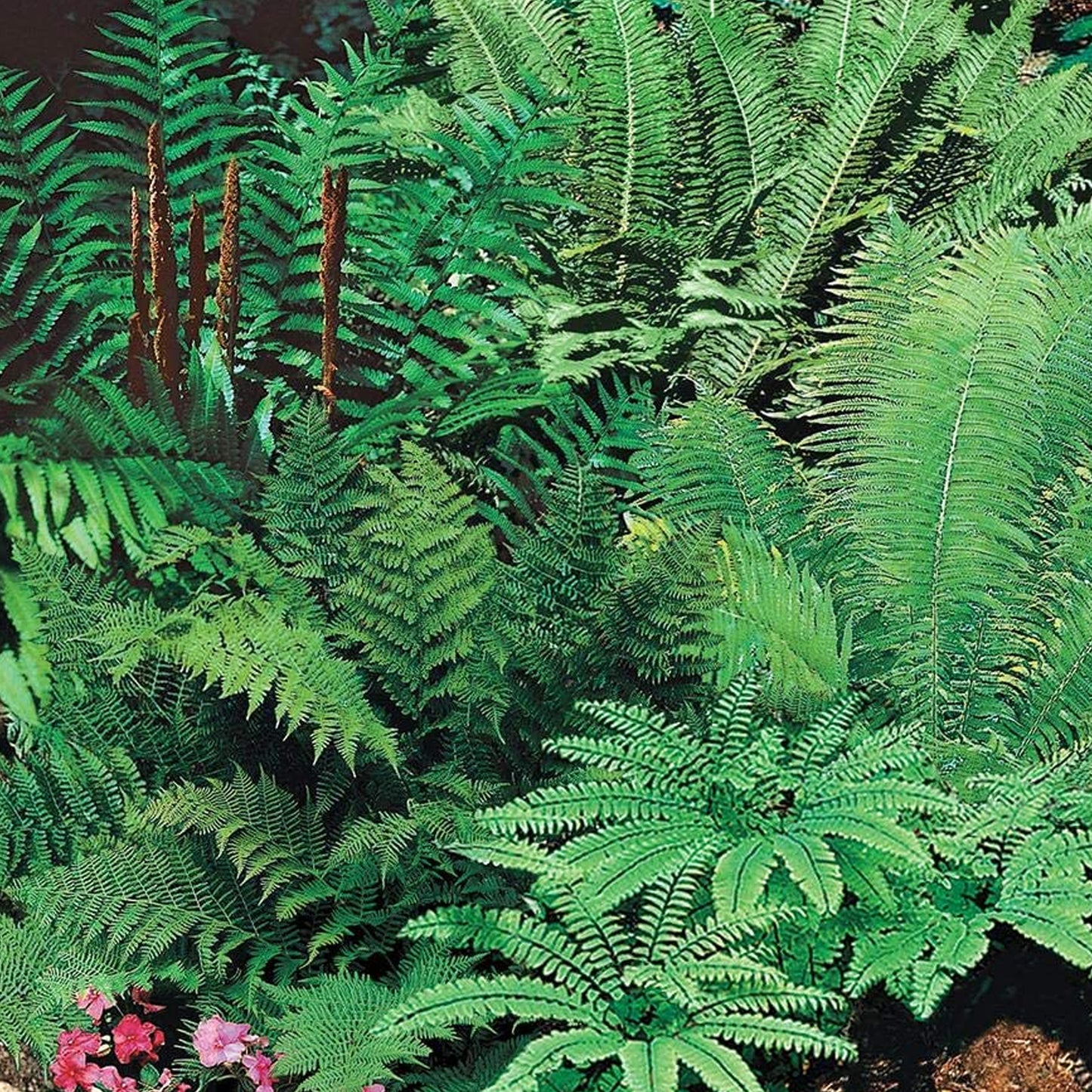 Fern Mix (9cm, Pack of 10)