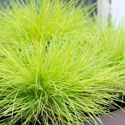 Festuca Amigold