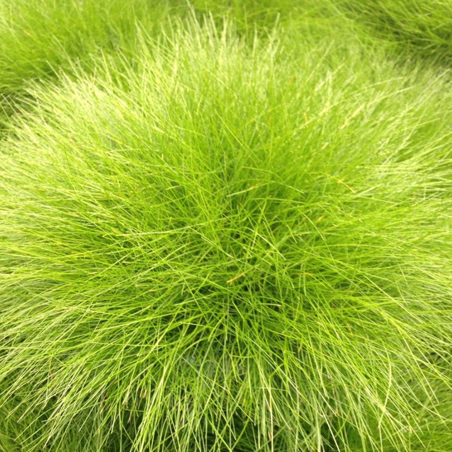 Festuca Amigold